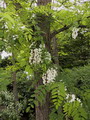 اقاقیای توپی(پیوندی)